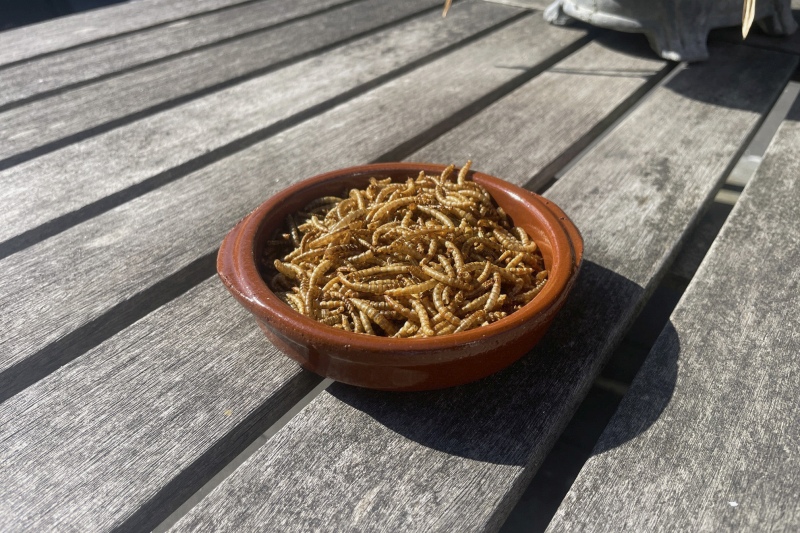 mealworms