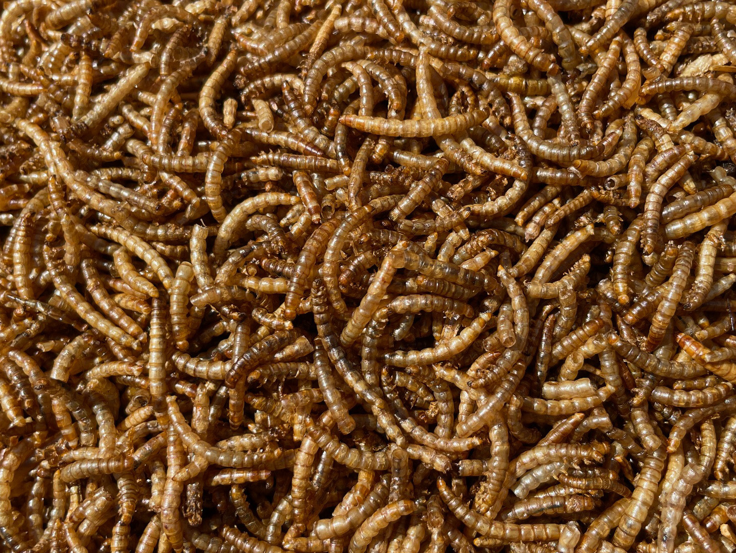 mealworms