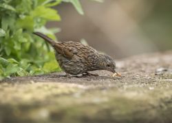 birdfood